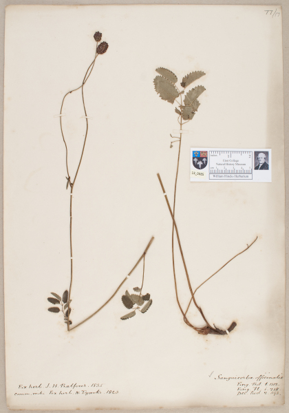 NHM_HH_13.85-2010 image NHM_HH_13.85-2010