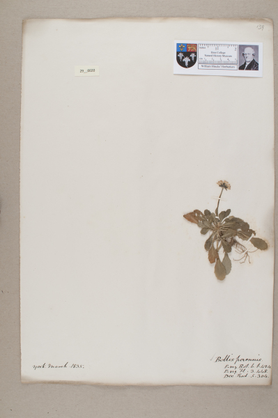 NHM_HH_29.20-2010 image NHM_HH_29.20-2010