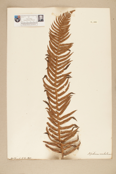 image NHM_HH_41.89-2010