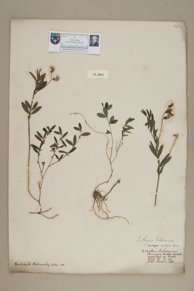 NHM_HH_15.63-2010 image NHM_HH_15.63-2010