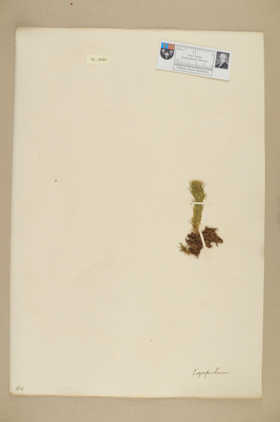 NHM_HH_42.30-2010 image NHM_HH_42.30-2010