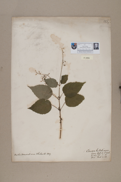 NHM_HH_17.36-2010 image NHM_HH_17.36-2010