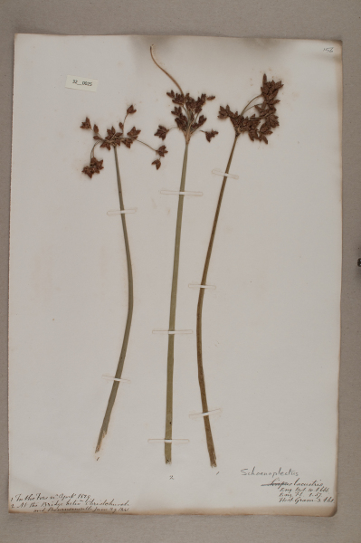 NHM_HH_32.25-2010 image NHM_HH_32.25-2010