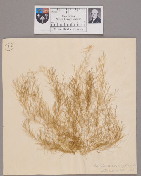 NHM_HH_1.114-2010 image NHM_HH_1.114-2010