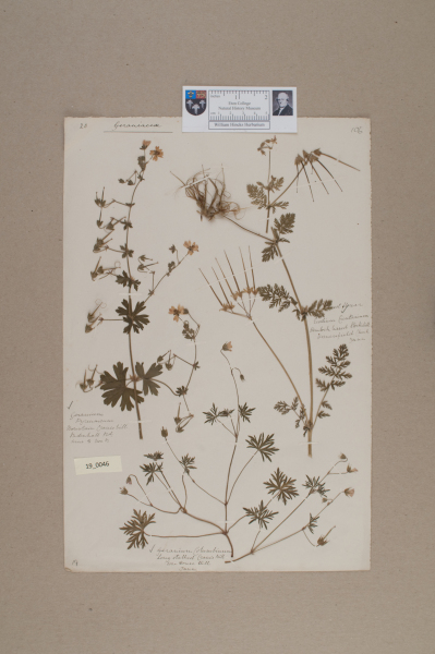 NHM_HH_19.46-2010 image NHM_HH_19.46-2010