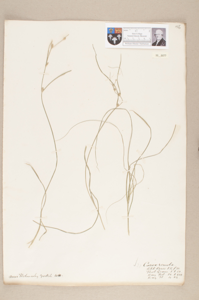 NHM_HH_33.77-2010 image NHM_HH_33.77-2010