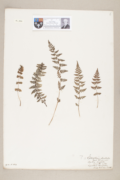 NHM_HH_5.26-2010 image NHM_HH_5.26-2010