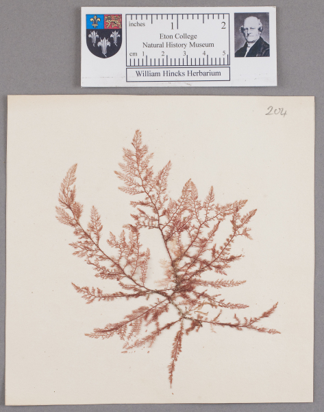 NHM_HH_1.204-2010 image NHM_HH_1.204-2010