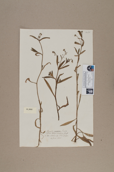 NHM_HH_20.60-2010 image NHM_HH_20.60-2010