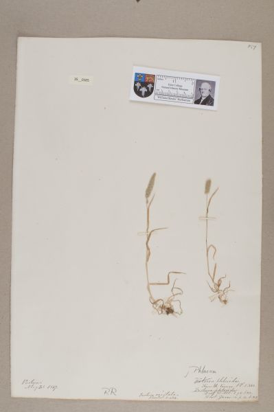 NHM_HH_35.105-2010 image NHM_HH_35.105-2010