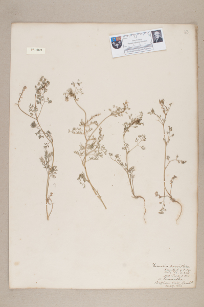 NHM_HH_7.123-2010 image NHM_HH_7.123-2010