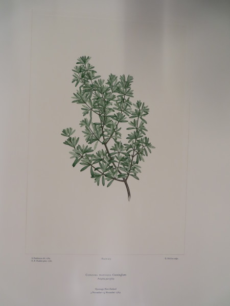 image FDA-E.2916_23_7-2016