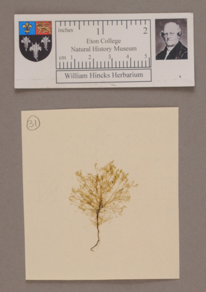 NHM_HH_1.31-2010 image NHM_HH_1.31-2010