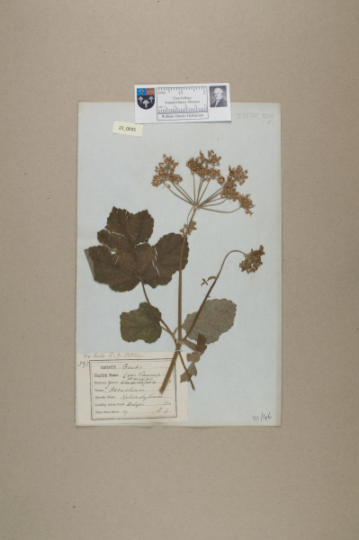 NHM_HH_22.35-2010 image NHM_HH_22.35-2010