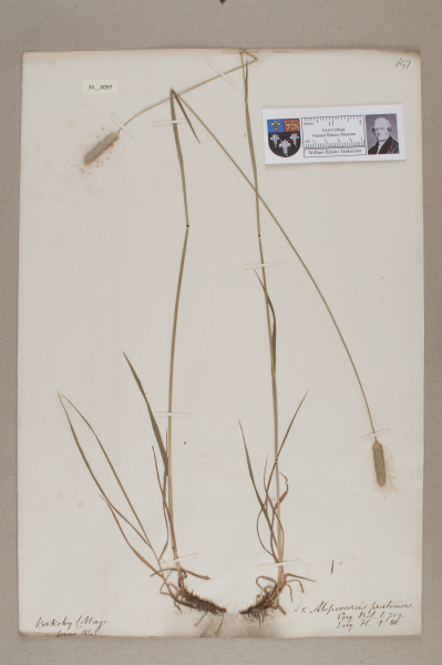 NHM_HH_35.97-2010 image NHM_HH_35.97-2010