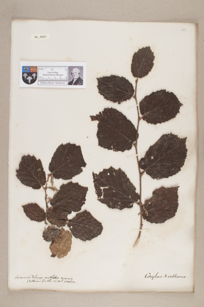 NHM_HH_8.10-2010 image NHM_HH_8.10-2010