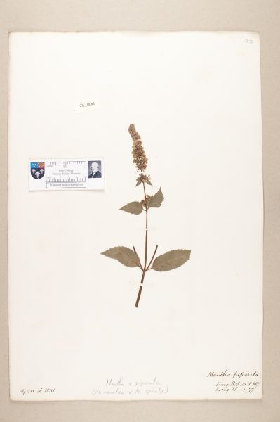 NHM_HH_23.81-2010 image NHM_HH_23.81-2010