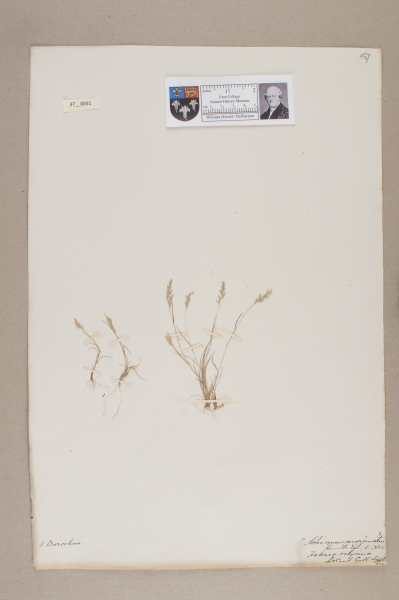 NHM_HH_37.51-2010 image NHM_HH_37.51-2010