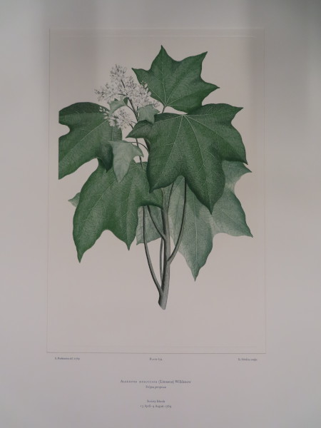 image FDA-E.2916_31_7-2016-A