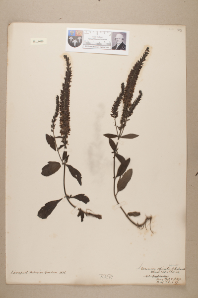 NHM_HH_25.55-2010 image NHM_HH_25.55-2010