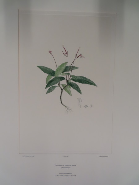 FDA-E.2916_29_11-2016-A image FDA-E.2916_29_11-2016-A