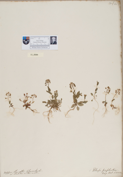 NHM_HH_11.84-2010 image NHM_HH_11.84-2010