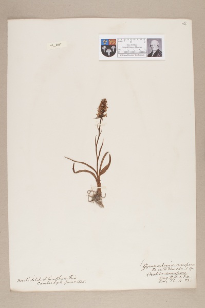 NHM_HH_40.37-2010 image NHM_HH_40.37-2010