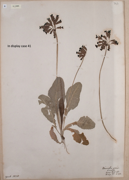 NHM_HH_12.85-2010 image NHM_HH_12.85-2010