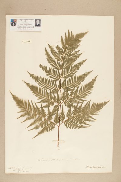 image NHM_HH_41.163-2010