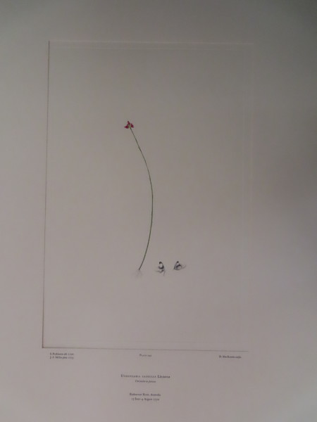 image FDA-E.2916_11_20-2016