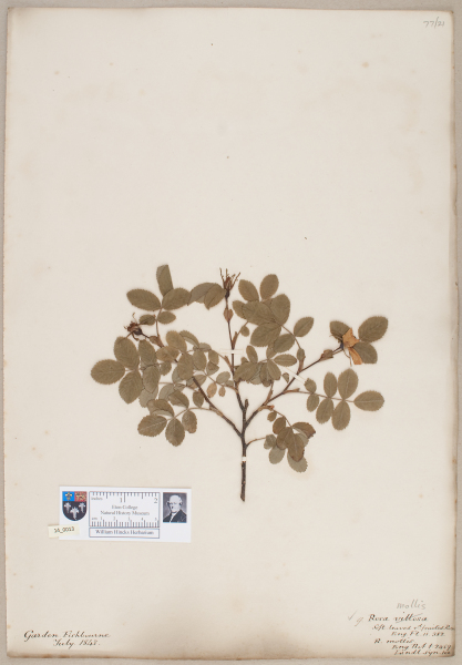 NHM_HH_14.13-2010 image NHM_HH_14.13-2010