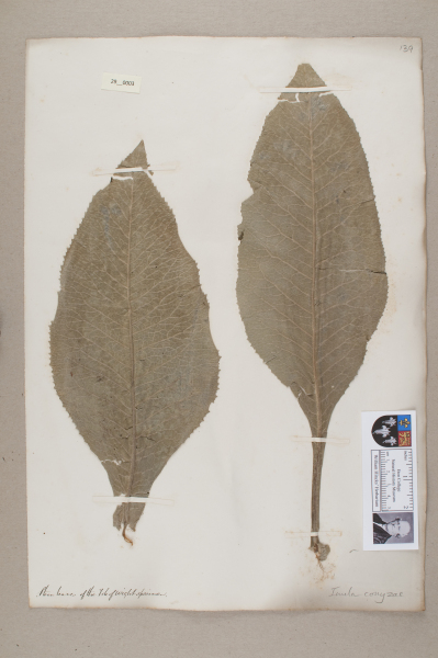 NHM_HH_29.3-2010 image NHM_HH_29.3-2010