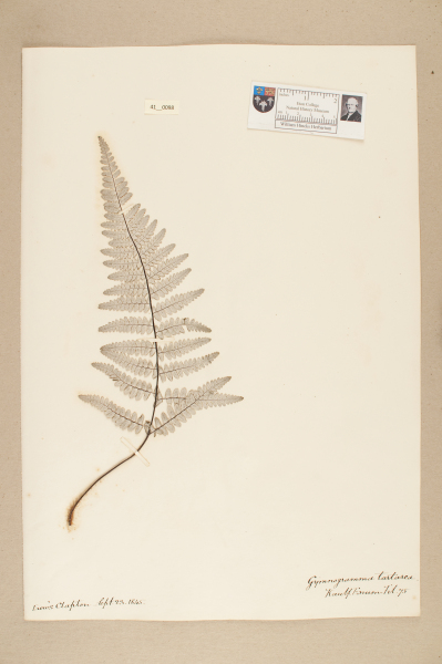 image NHM_HH_41.98-2010