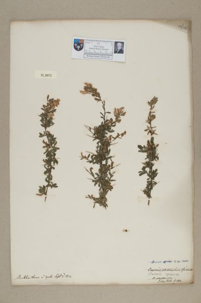 NHM_HH_15.72-2010 image NHM_HH_15.72-2010