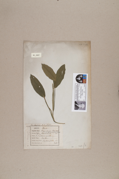 NHM_HH_30.27-2010 image NHM_HH_30.27-2010