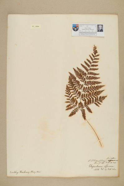 NHM_HH_42.4-2010 image NHM_HH_42.4-2010