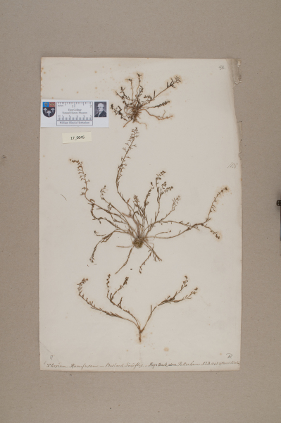 NHM_HH_17.45-2010 image NHM_HH_17.45-2010