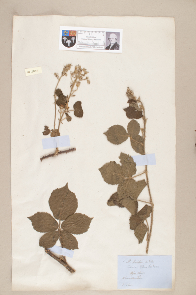 NHM_HH_43.41-2010 image NHM_HH_43.41-2010