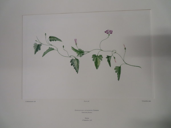 image FDA-E.2916_19_9-2016