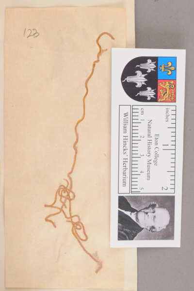 NHM_HH_1.123-2010 image NHM_HH_1.123-2010