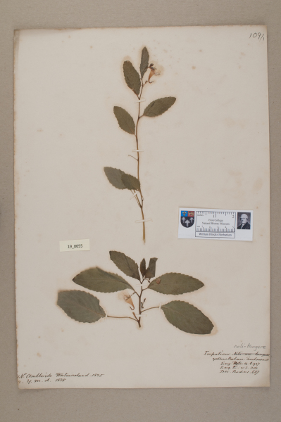 NHM_HH_19.55-2010 image NHM_HH_19.55-2010