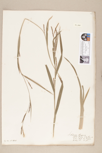 NHM_HH_33.87-2010 image NHM_HH_33.87-2010