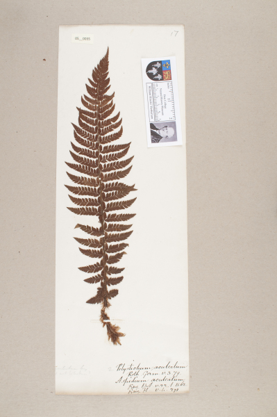 NHM_HH_5.35-2010 image NHM_HH_5.35-2010