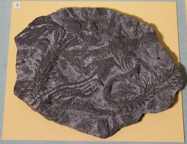 NHM.464-2017 image NHM.464-2017