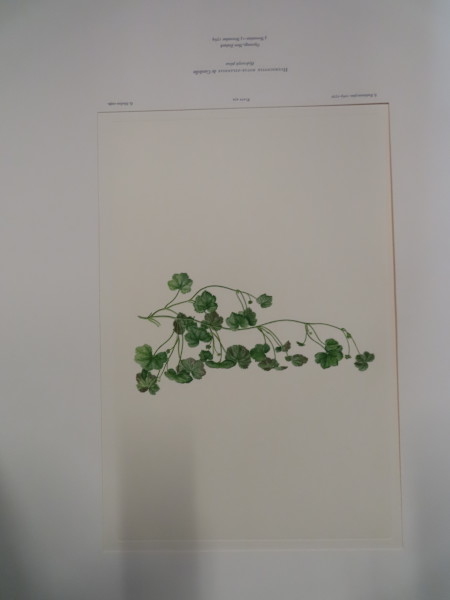 image FDA-E.2916_22_11-2016-A