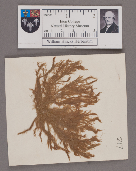 NHM_HH_1.217-2010 image NHM_HH_1.217-2010