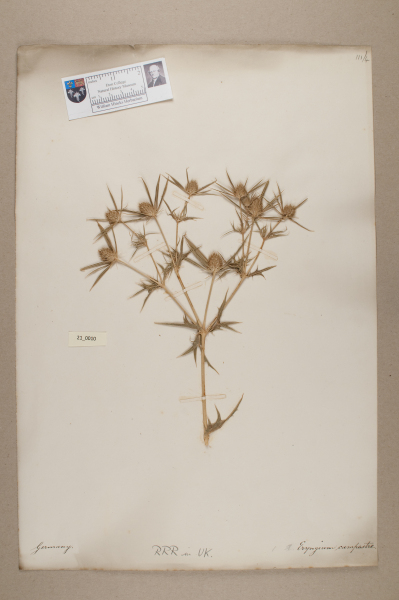 NHM_HH_21.10-2010 image NHM_HH_21.10-2010