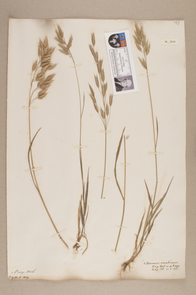 NHM_HH_35.114-2010 image NHM_HH_35.114-2010