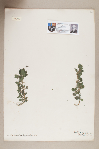 NHM_HH_7.132-2010 image NHM_HH_7.132-2010