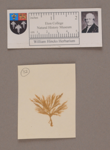 NHM_HH_1.32-2010 image NHM_HH_1.32-2010